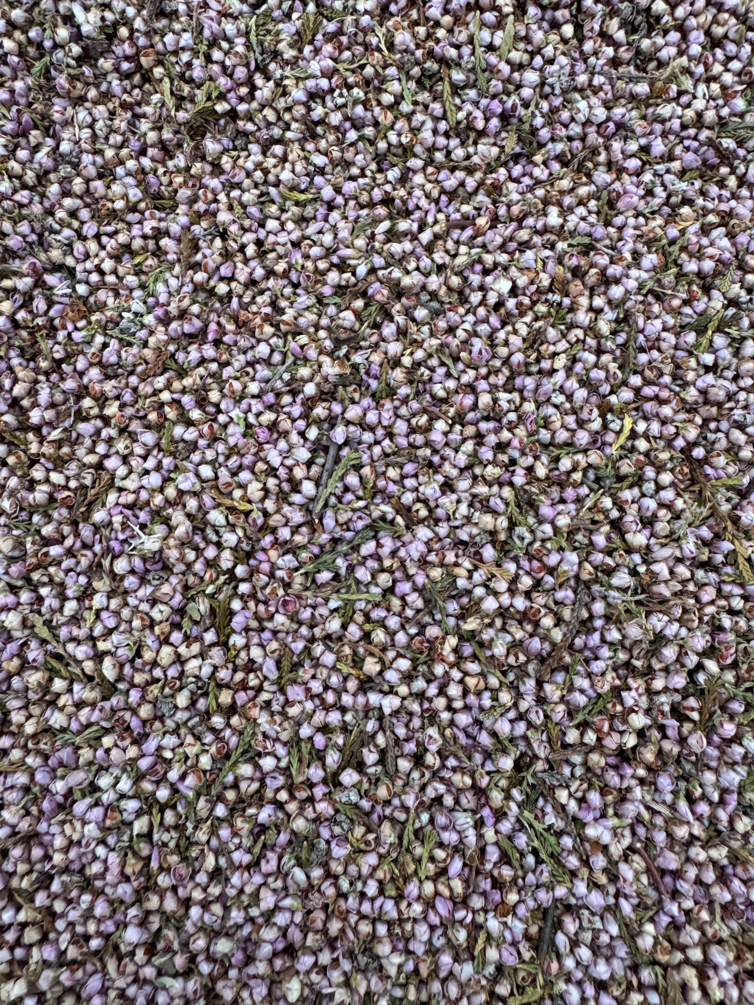 BREZO PLANTA