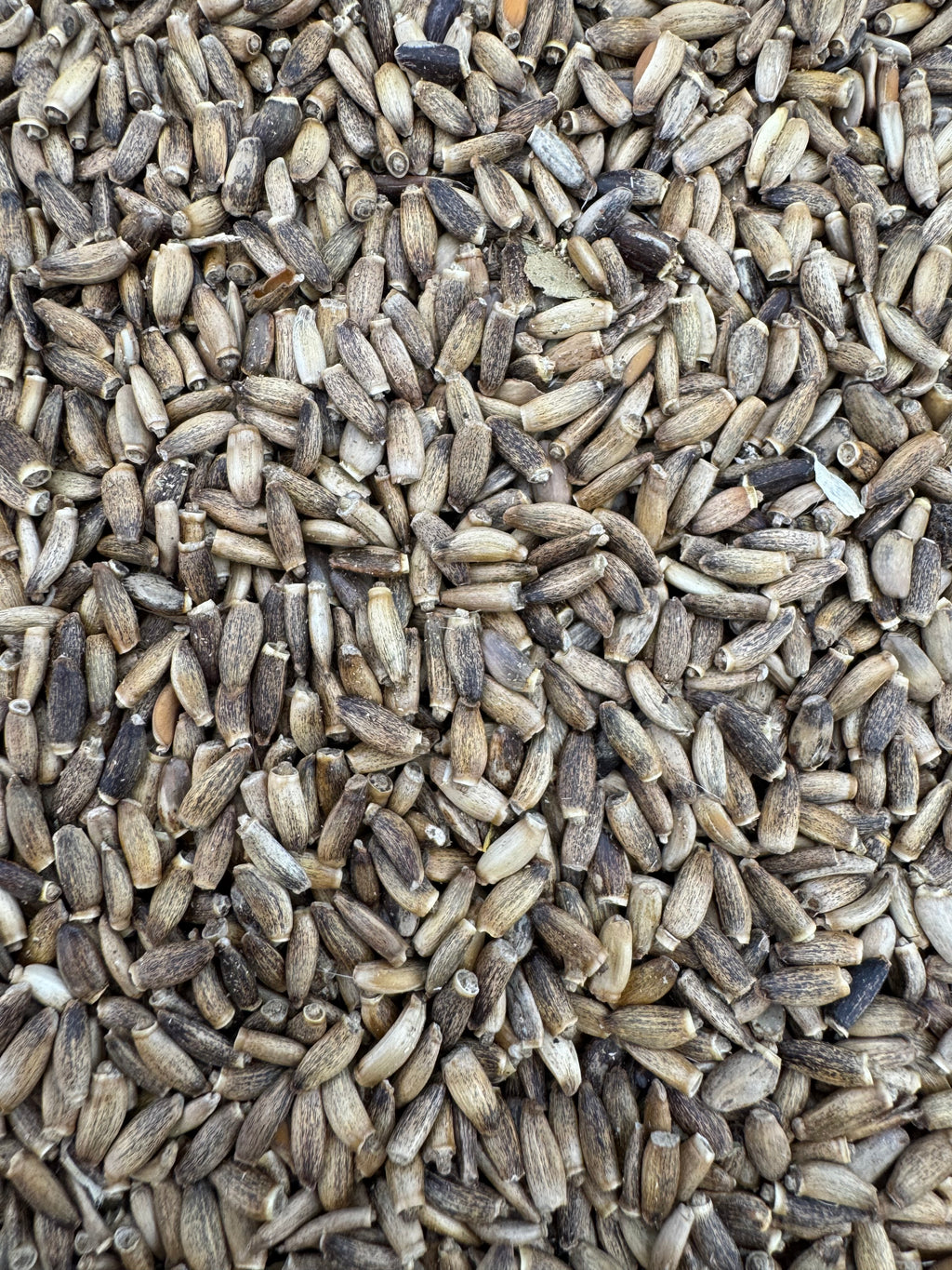 CARDOMARIANO SEMILLAS