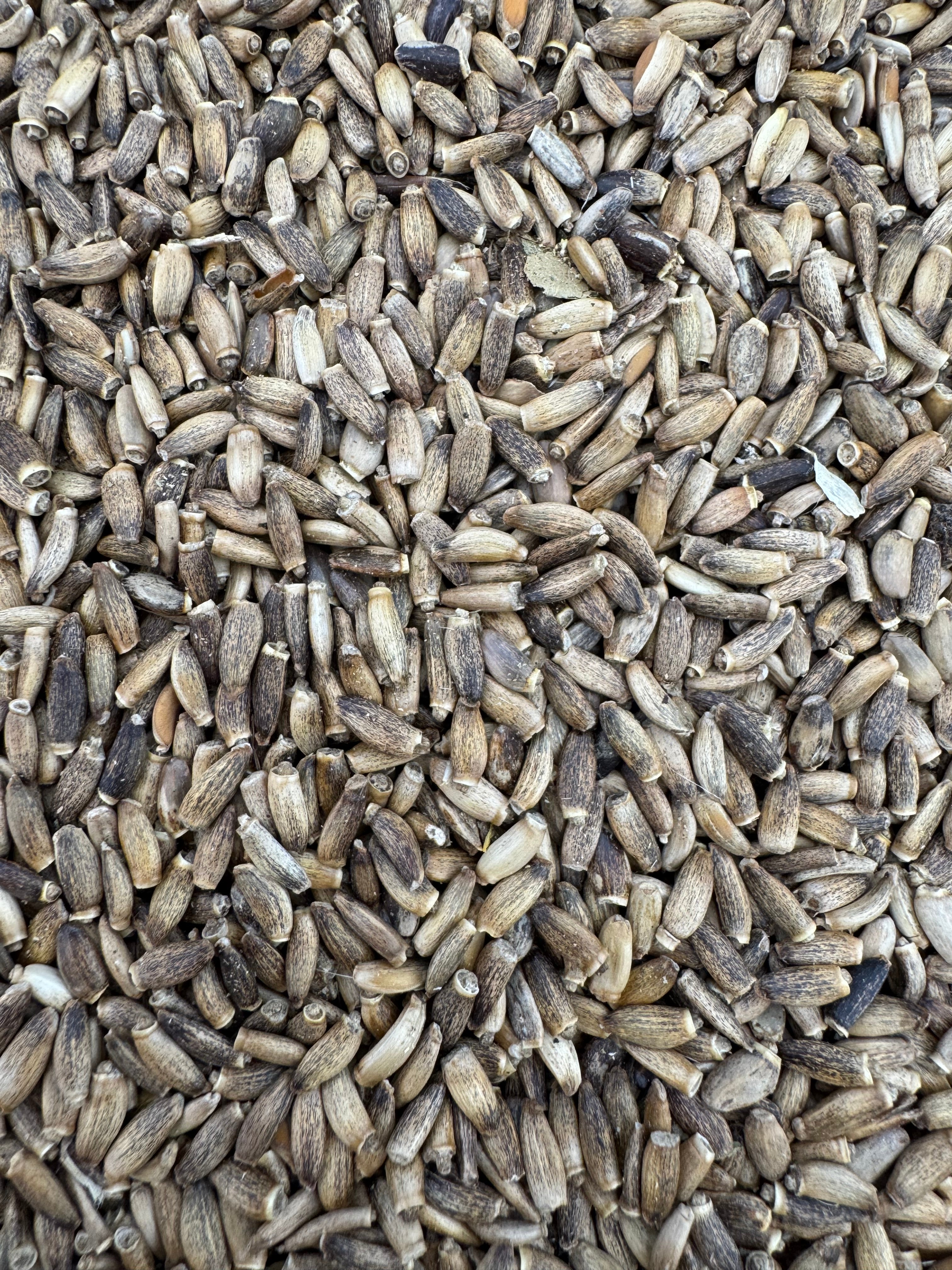 CARDOMARIANO SEMILLAS
