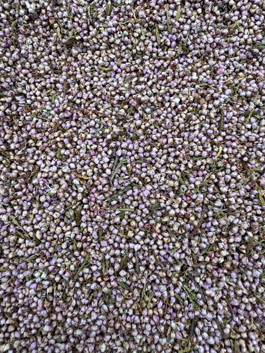 BREZO PLANTA