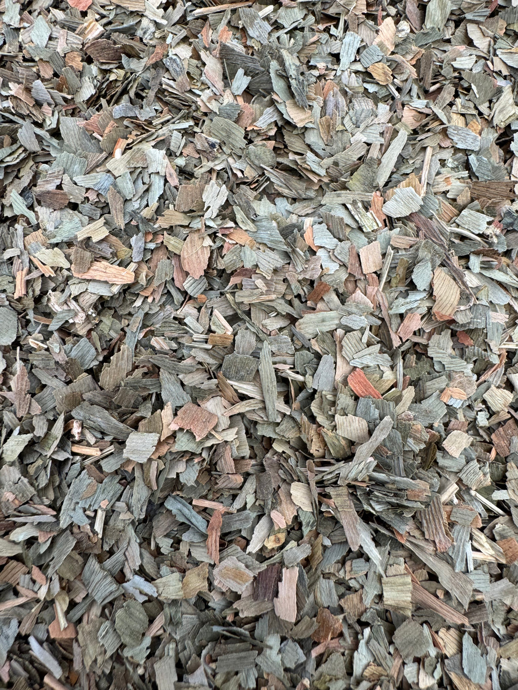 GINKO BILOBA